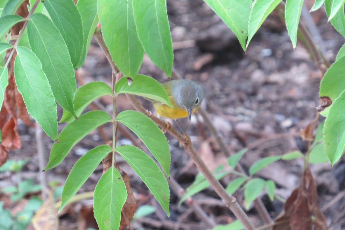 Nashville Warbler - ML623285858