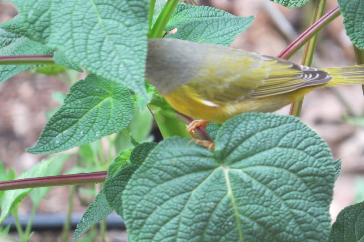 Nashville Warbler - ML623285860