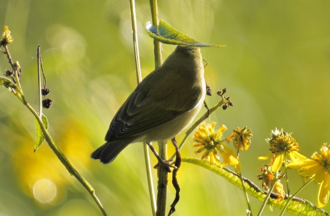 Tennessee Warbler - ML623285868