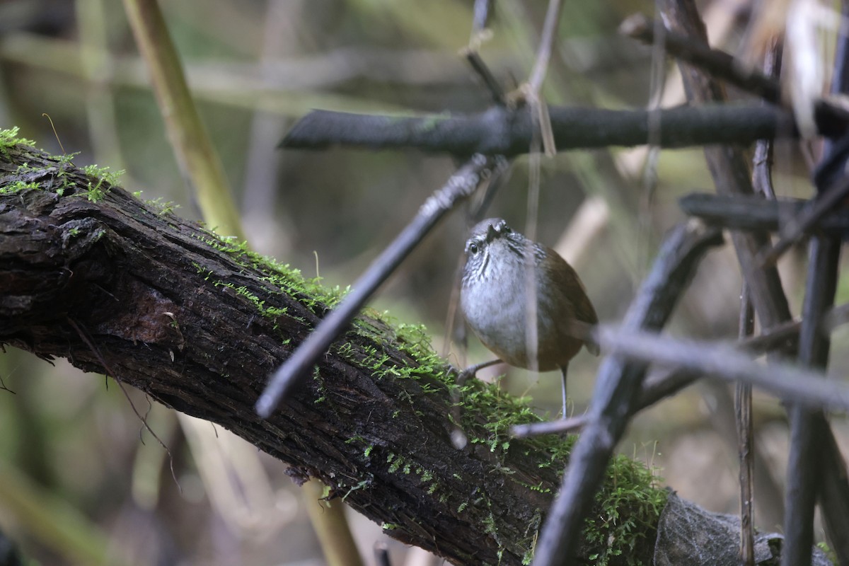 Hermit Wood-Wren - Daniel Branch