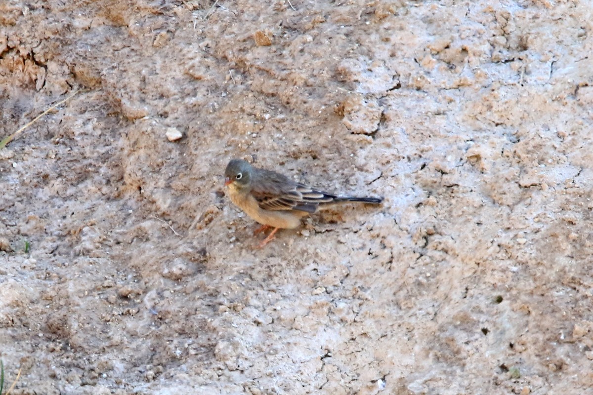 Gray-necked Bunting - ML623285877