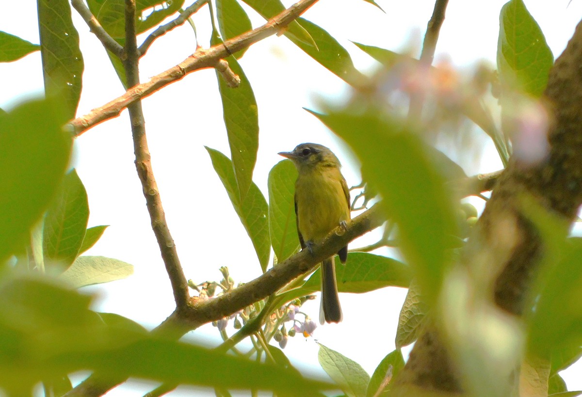 Oustalet's Tyrannulet - ML623285880