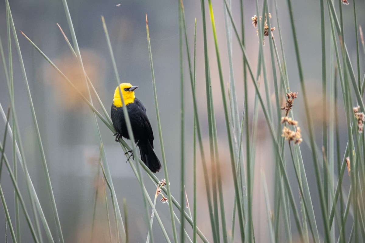 Yellow-hooded Blackbird - ML623285893