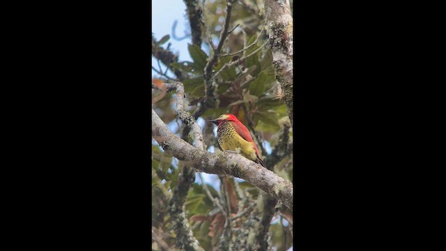 Crimson-mantled Woodpecker - ML623285909