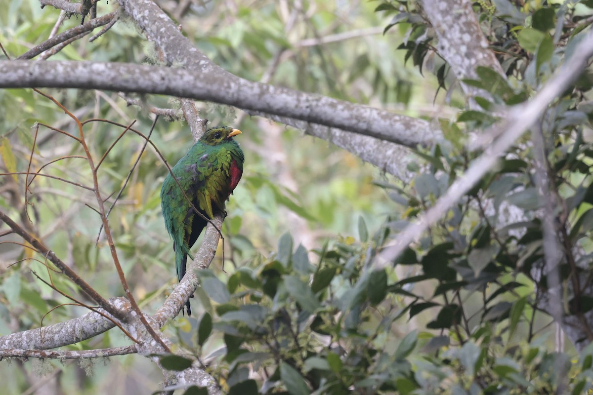 White-tipped Quetzal - ML623285916