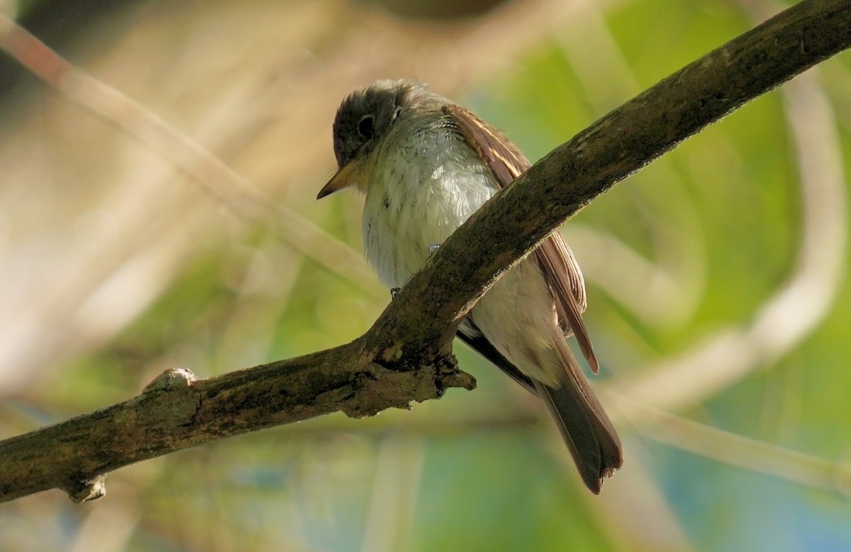 Eastern Wood-Pewee - ML623285937