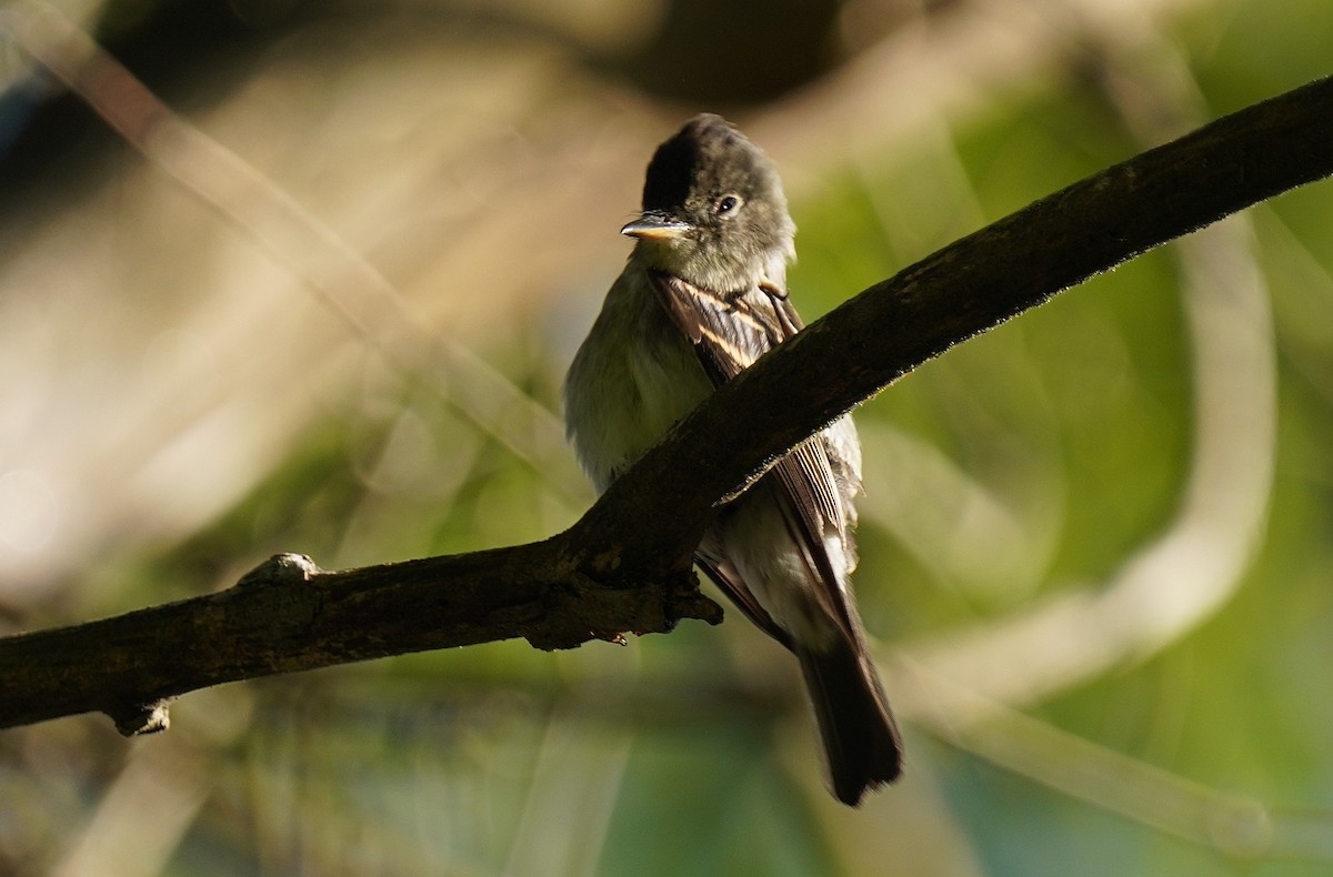 Eastern Wood-Pewee - ML623285940