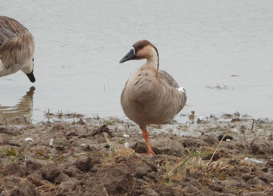 Swan Goose - Paul Bowerman