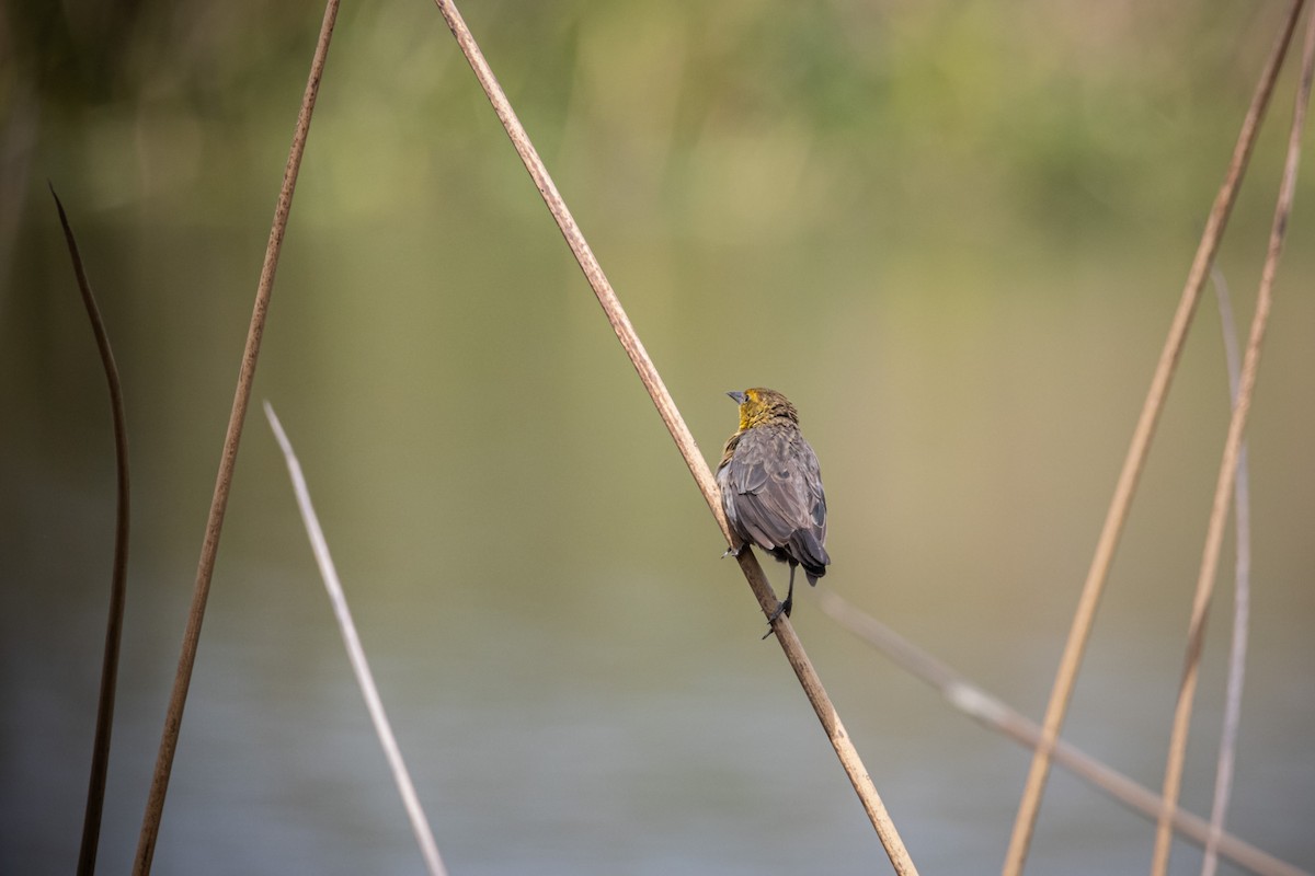 Yellow-hooded Blackbird - ML623286002