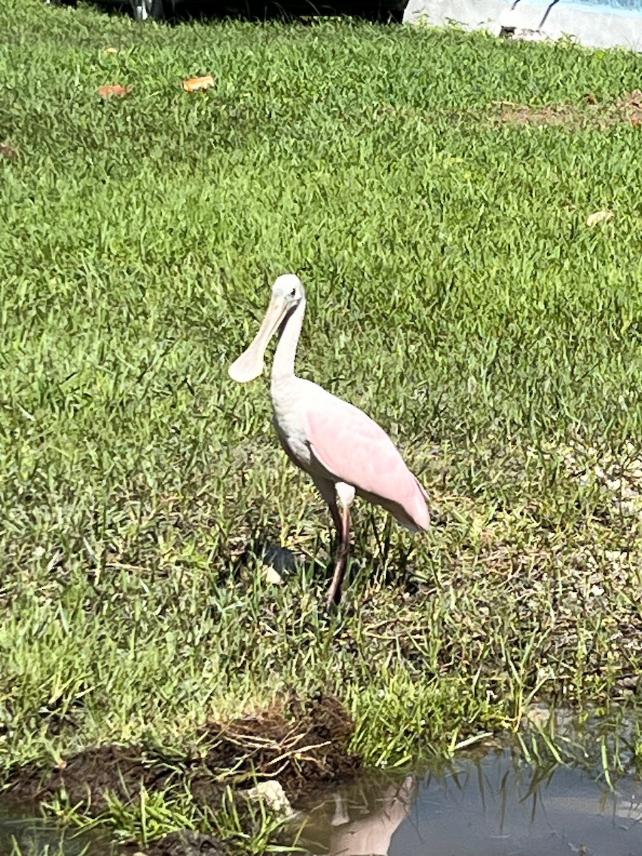 Roseate Spoonbill - ML623286014