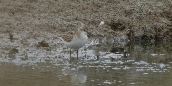 Little Stint - ML623286026