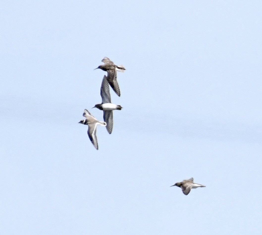 Semipalmated Plover - ML623286048