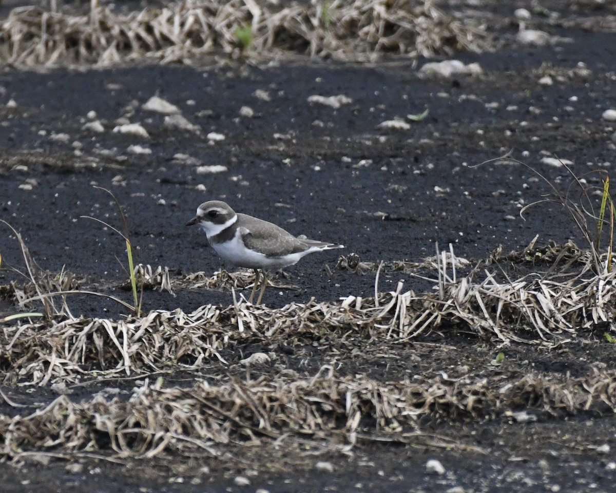 Semipalmated Plover - ML623286050