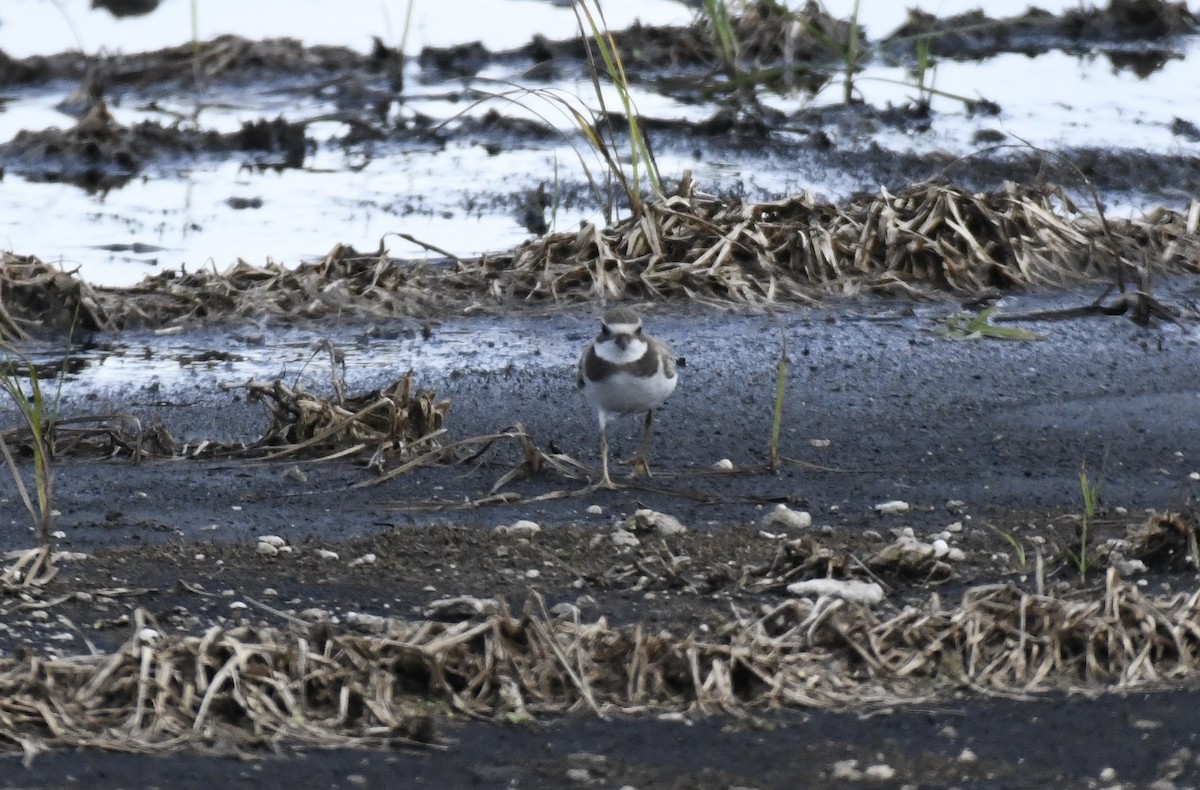 Semipalmated Plover - ML623286051