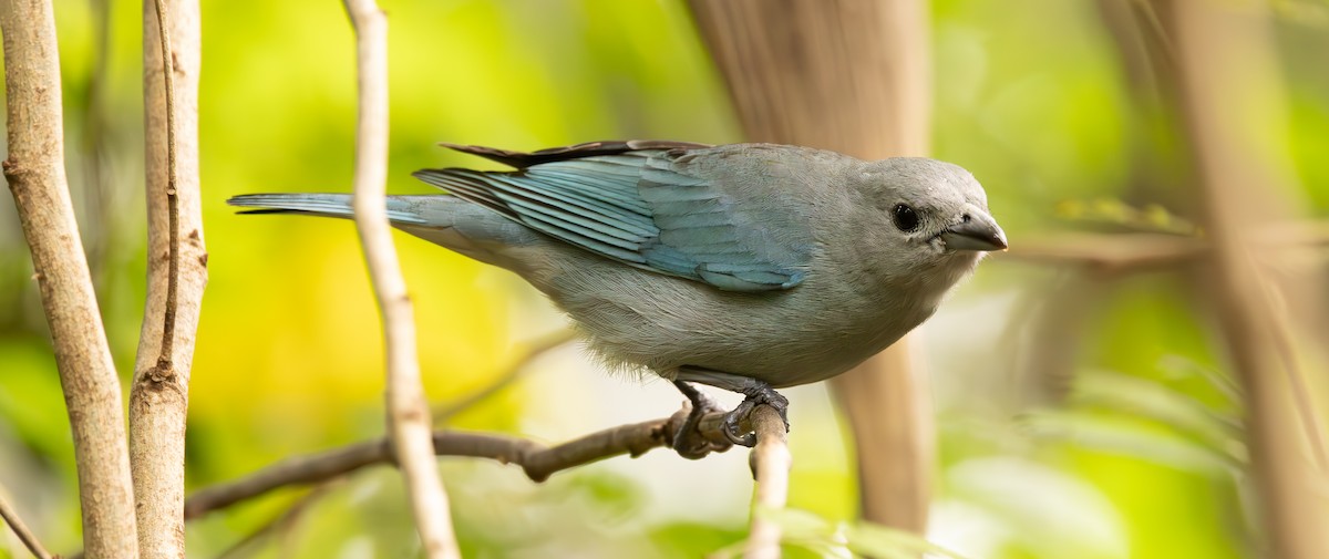 Sayaca Tanager - ML623286083