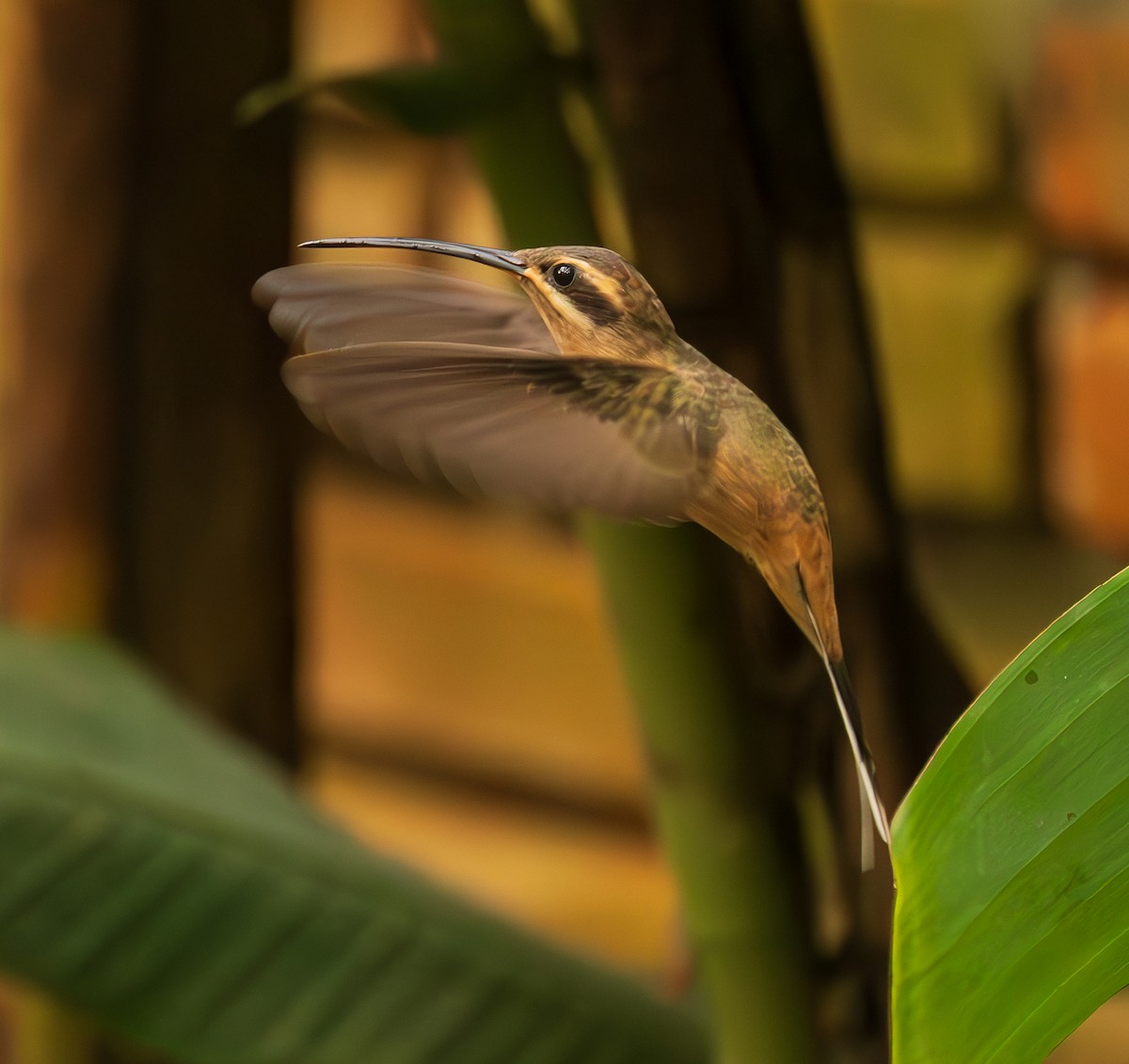 Planalto Hermit - ML623286167