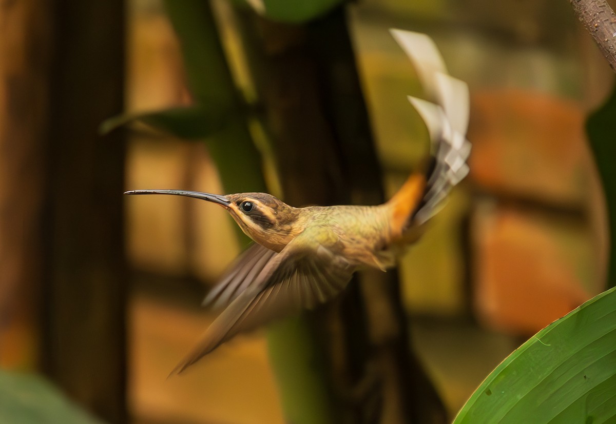 Planalto Hermit - ML623286168