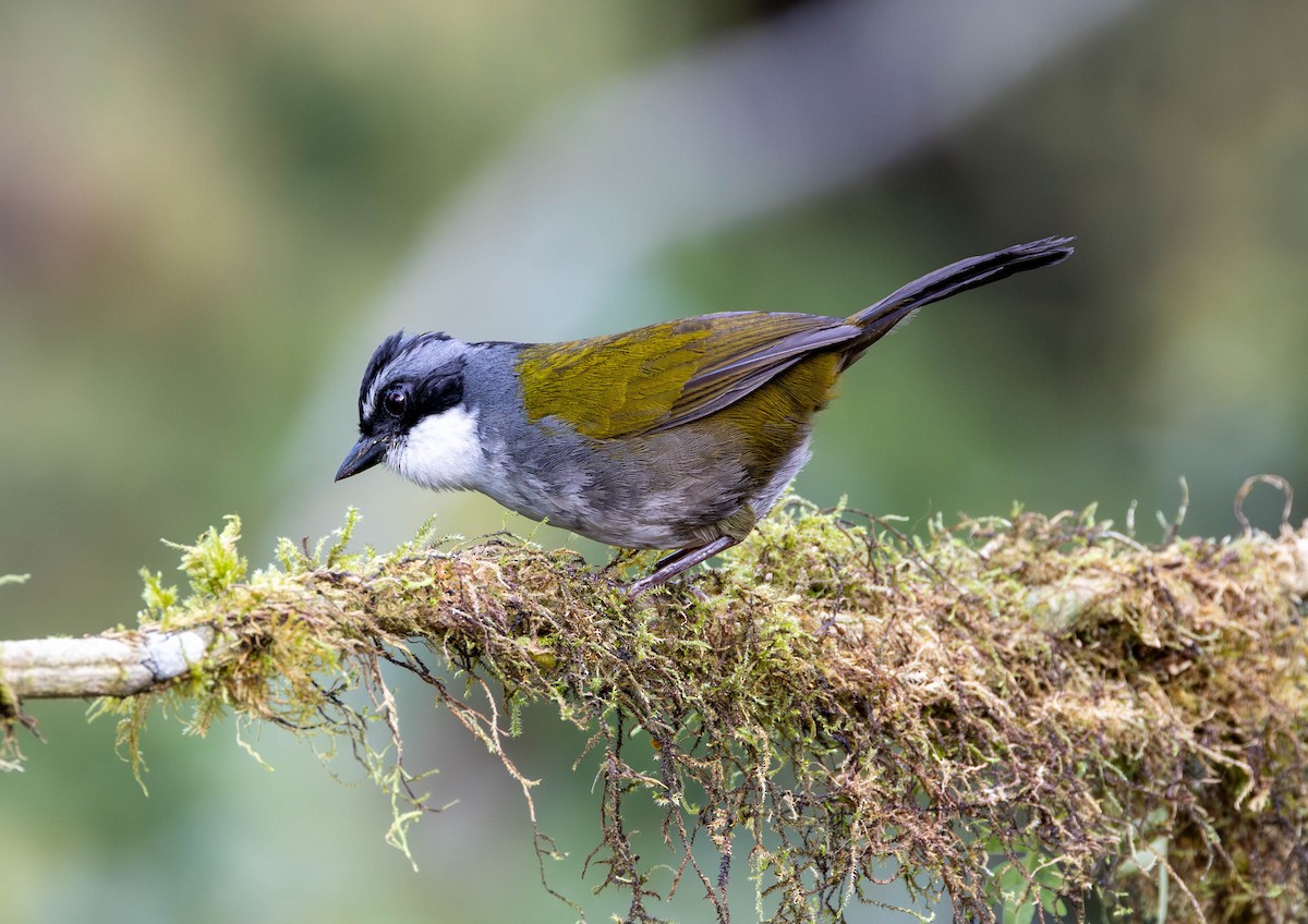 Gray-browed Brushfinch - ML623286187