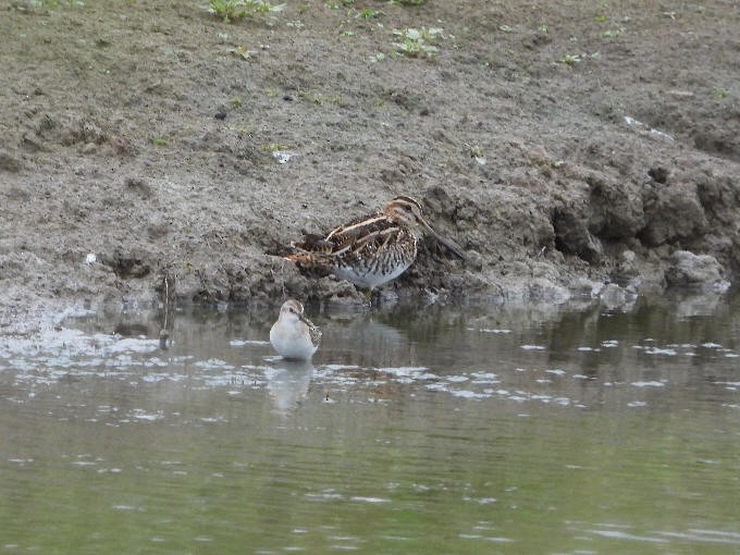 Little Stint - ML623286210