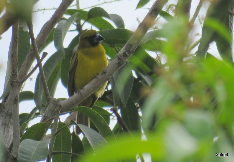 Yellow-green Grosbeak - ML623286226