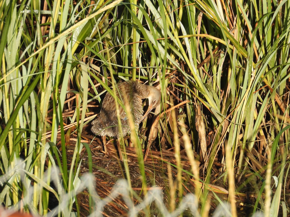 Clapper Rail - ML623286252