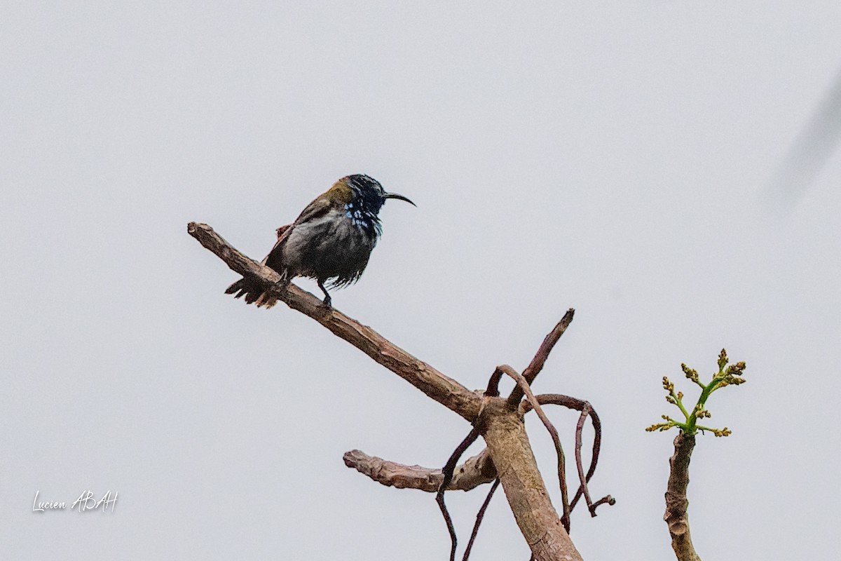 Green-headed Sunbird - ML623286281