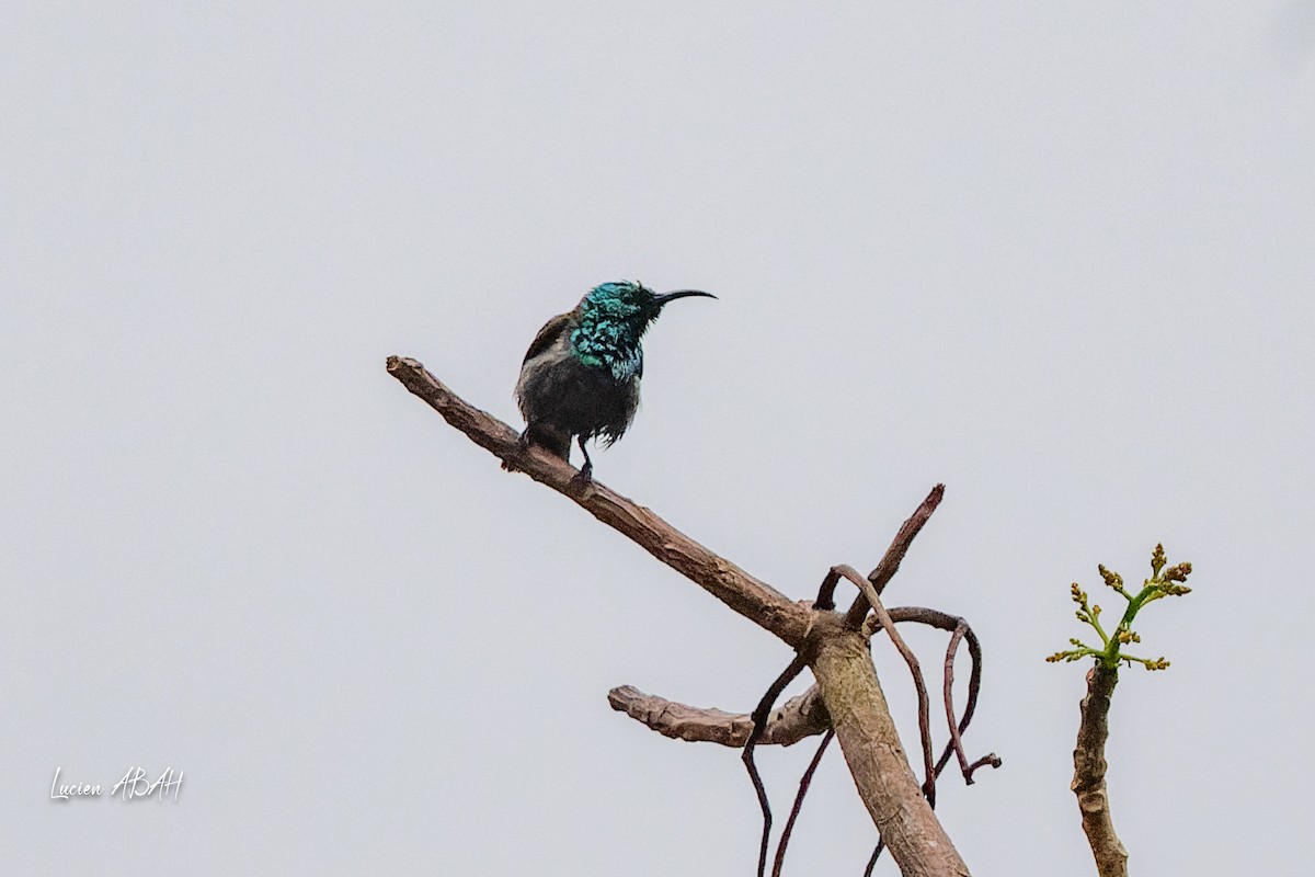 Green-headed Sunbird - ML623286282