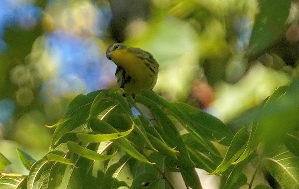 Blackburnian Warbler - Dennis Mersky