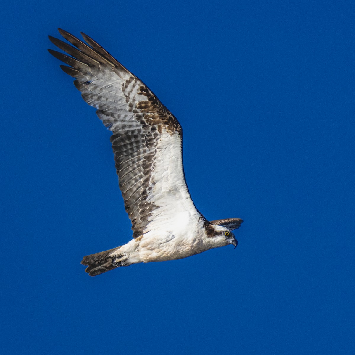 Osprey - ML623286333