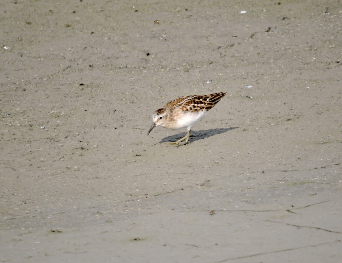 Least Sandpiper - ML623286339