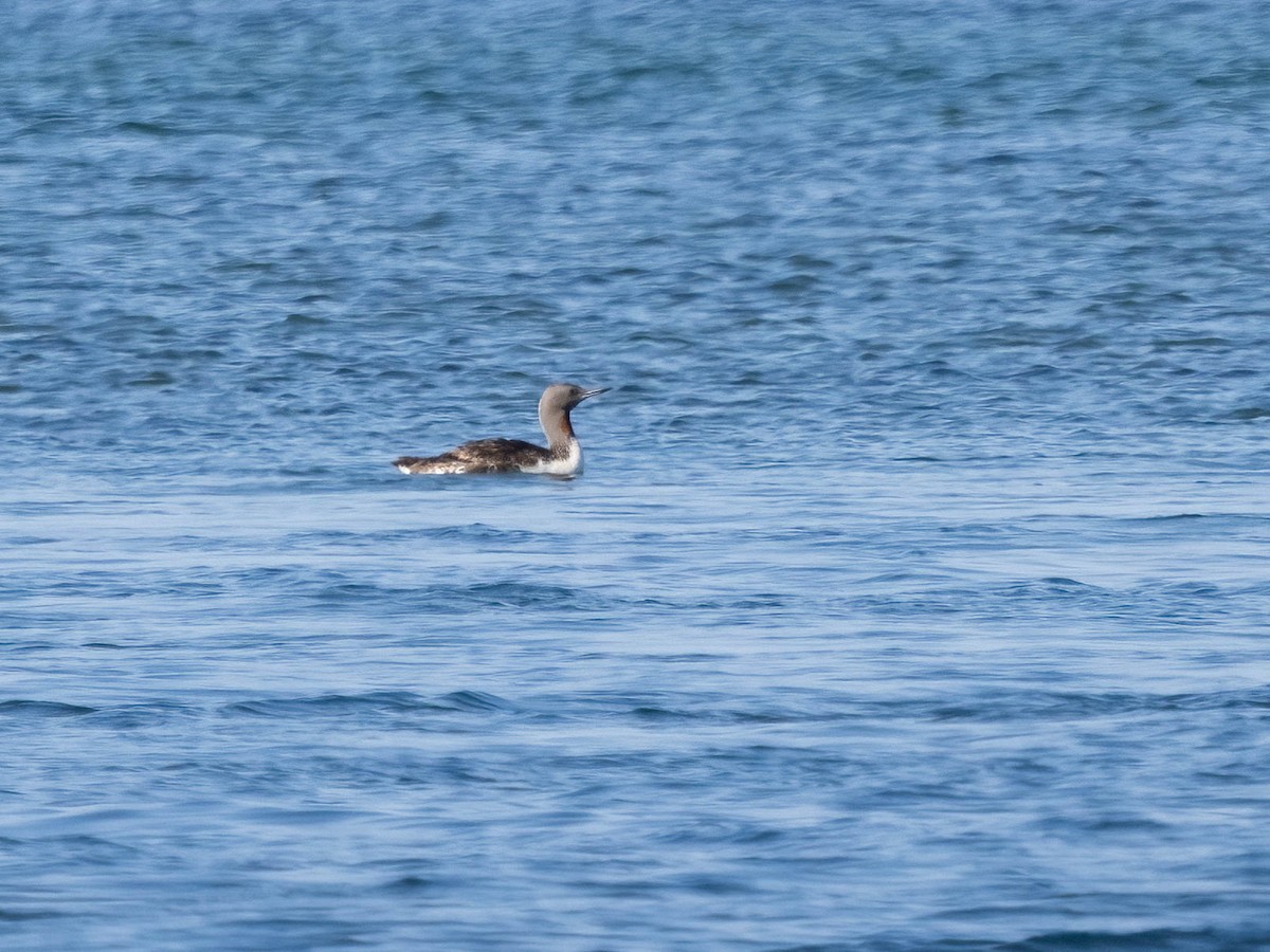 Red-throated Loon - ML623286346