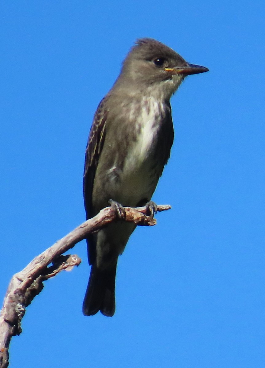 Olive-sided Flycatcher - ML623286368