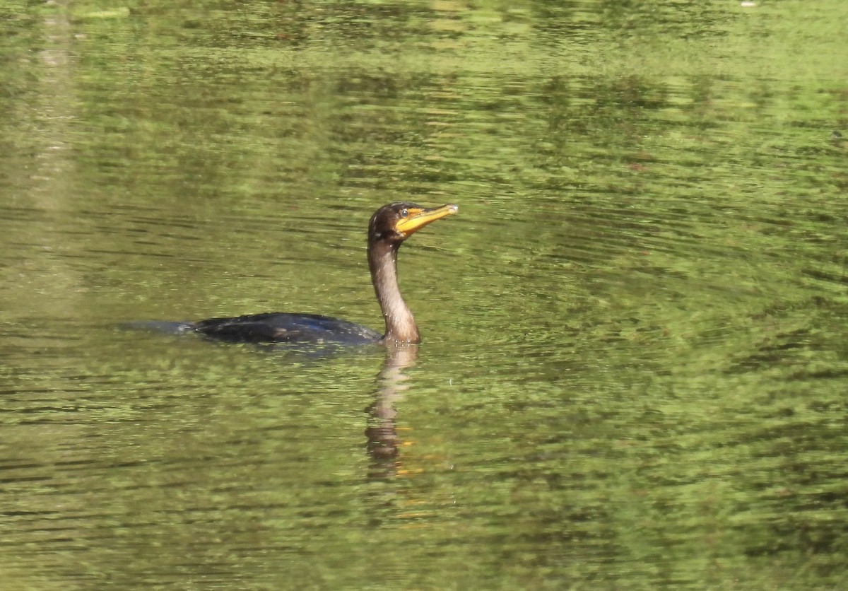 Cormoran à aigrettes - ML623286370