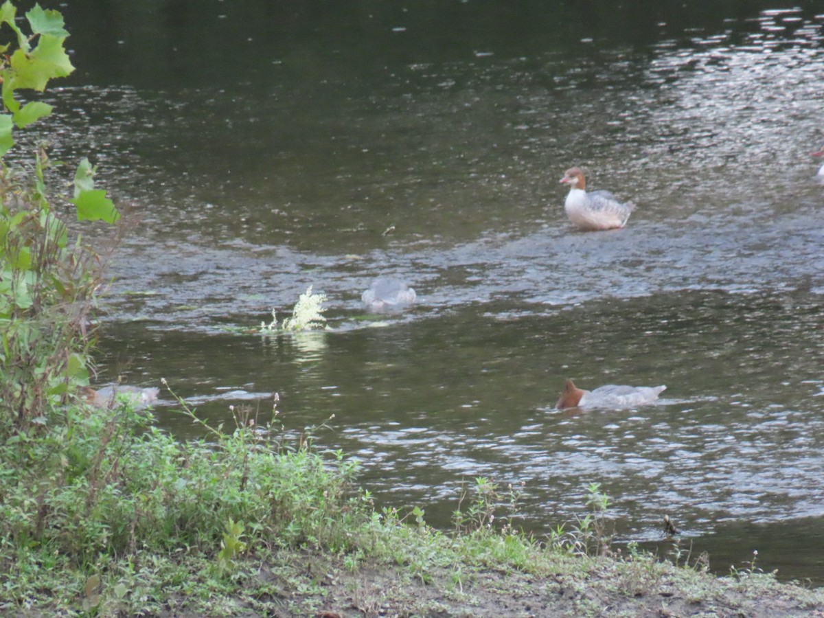 Common Merganser - ML623286661