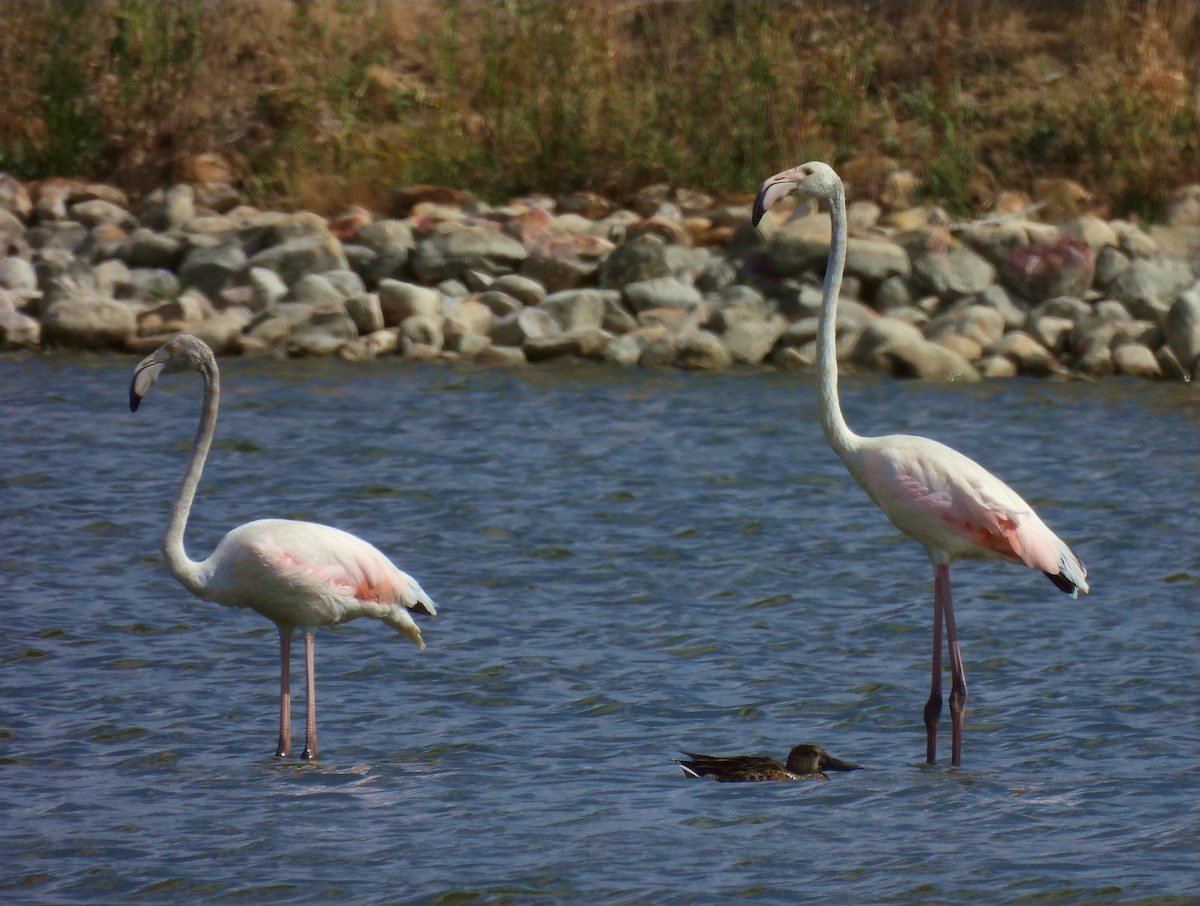 rosenflamingo - ML623286703