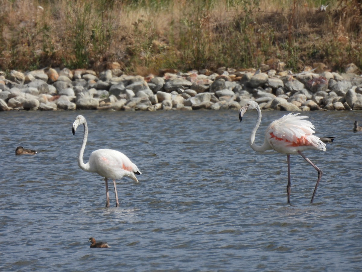 rosenflamingo - ML623286704