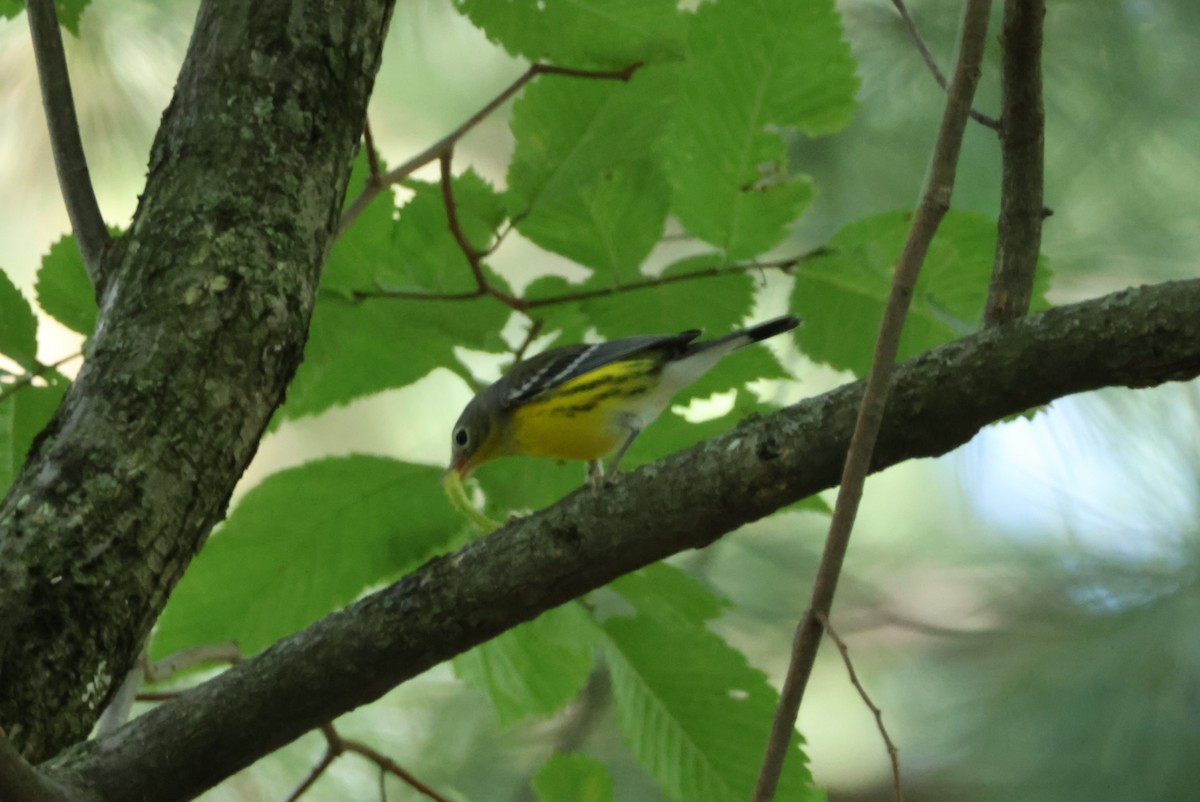 Magnolia Warbler - ML623286741