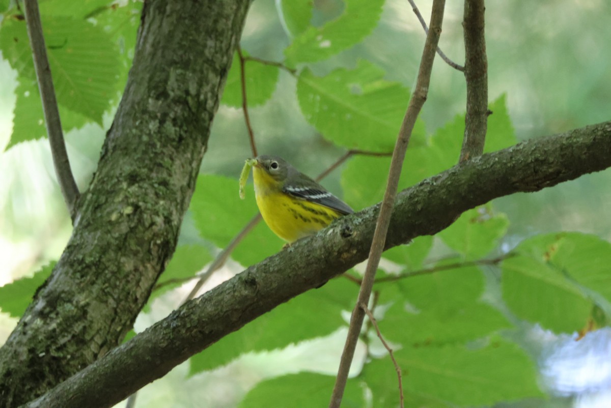 Magnolia Warbler - ML623286742