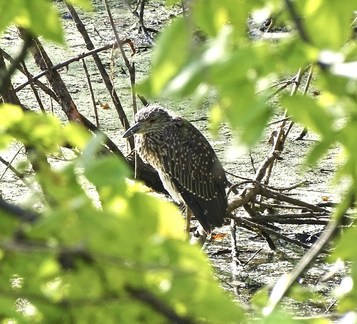 Yellow-crowned Night Heron - ML623286756