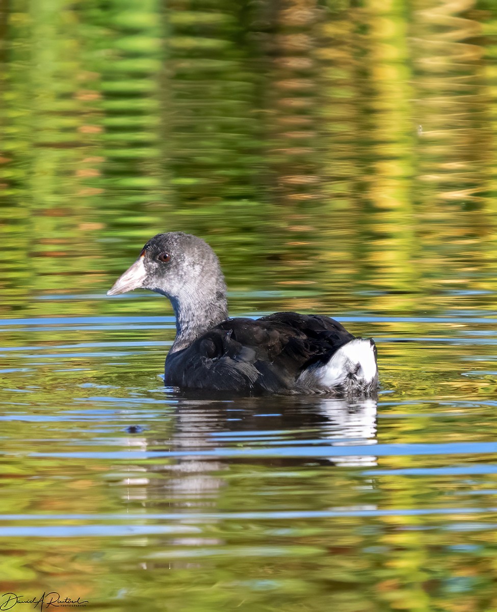 American Coot - ML623286848