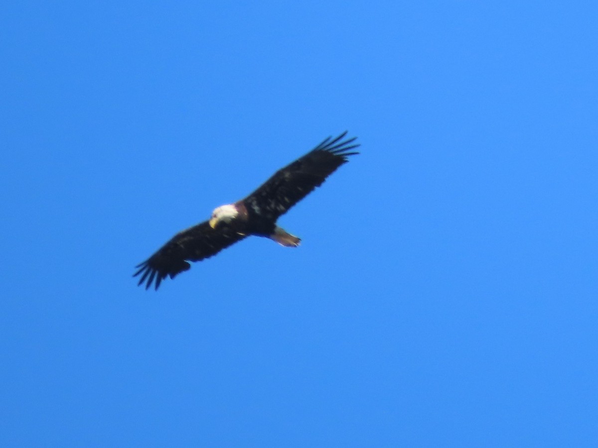 Bald Eagle - ML623286857