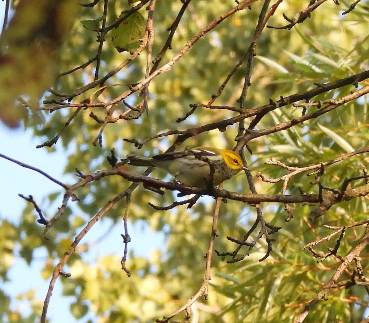 Black-throated Green Warbler - ML623286913