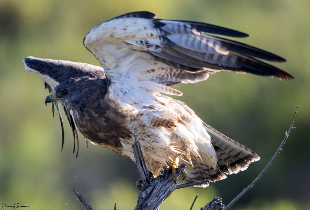 Swainson's Hawk - Dave Rintoul