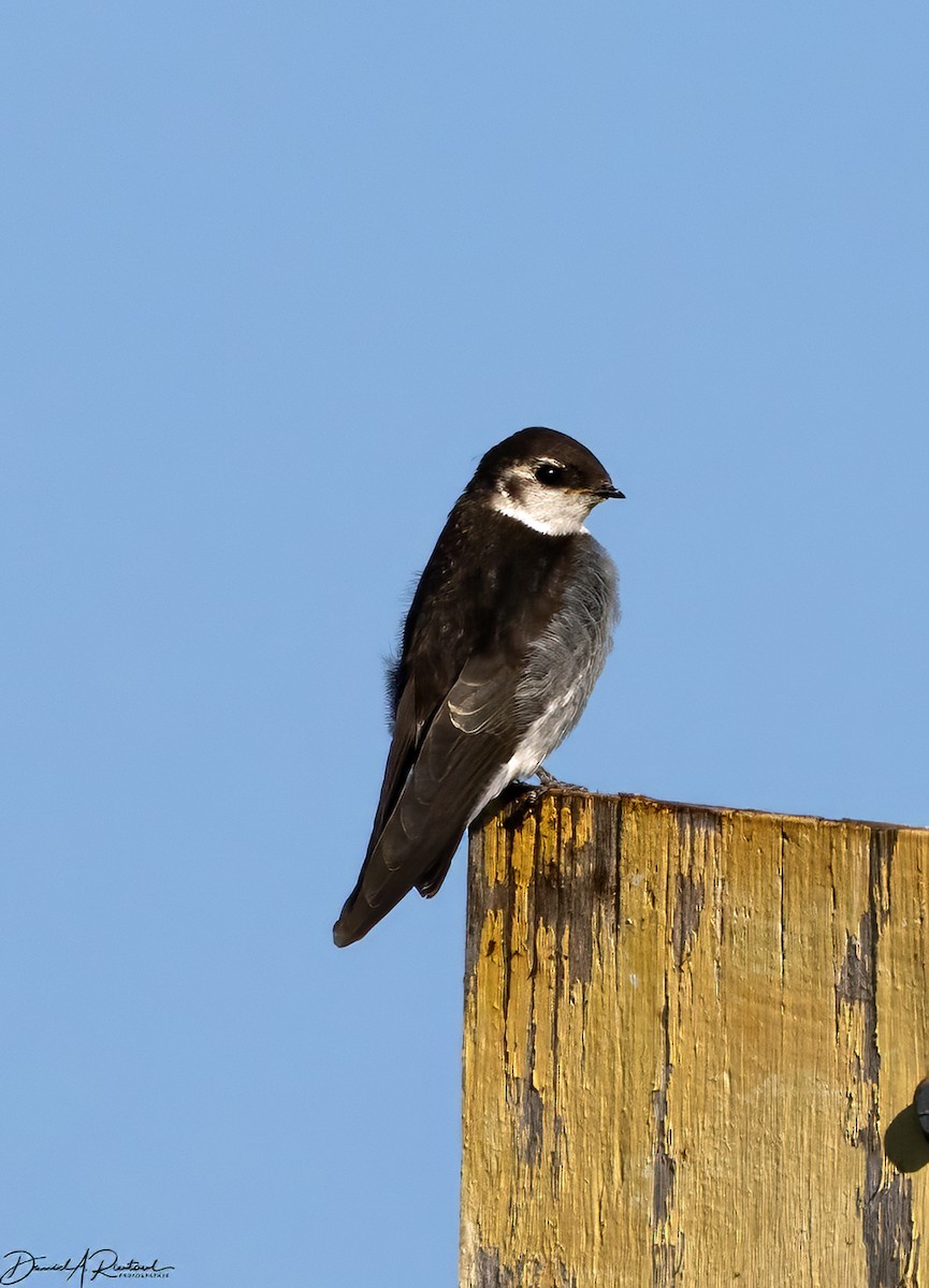 Golondrina Verdemar - ML623286978