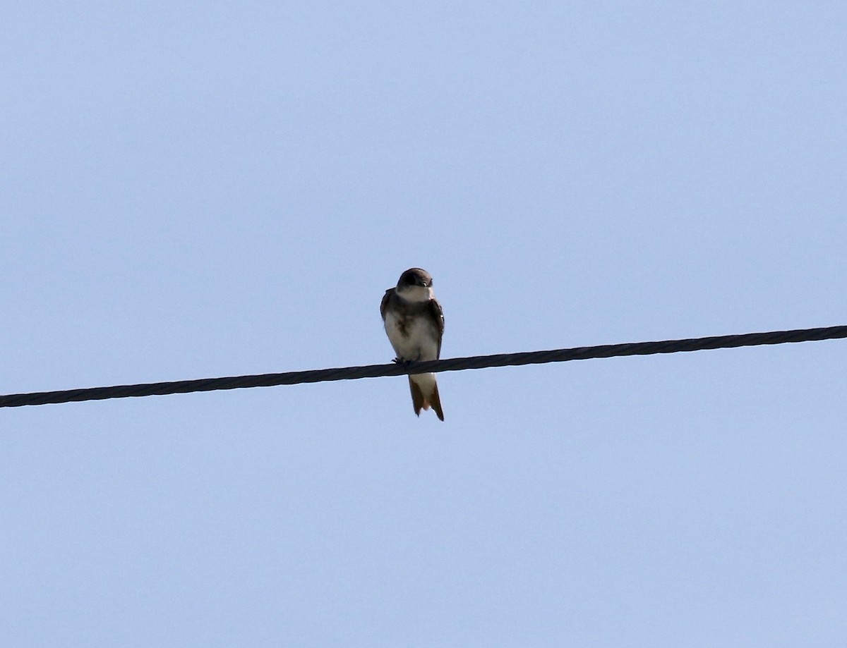 Bank Swallow - ML623286996