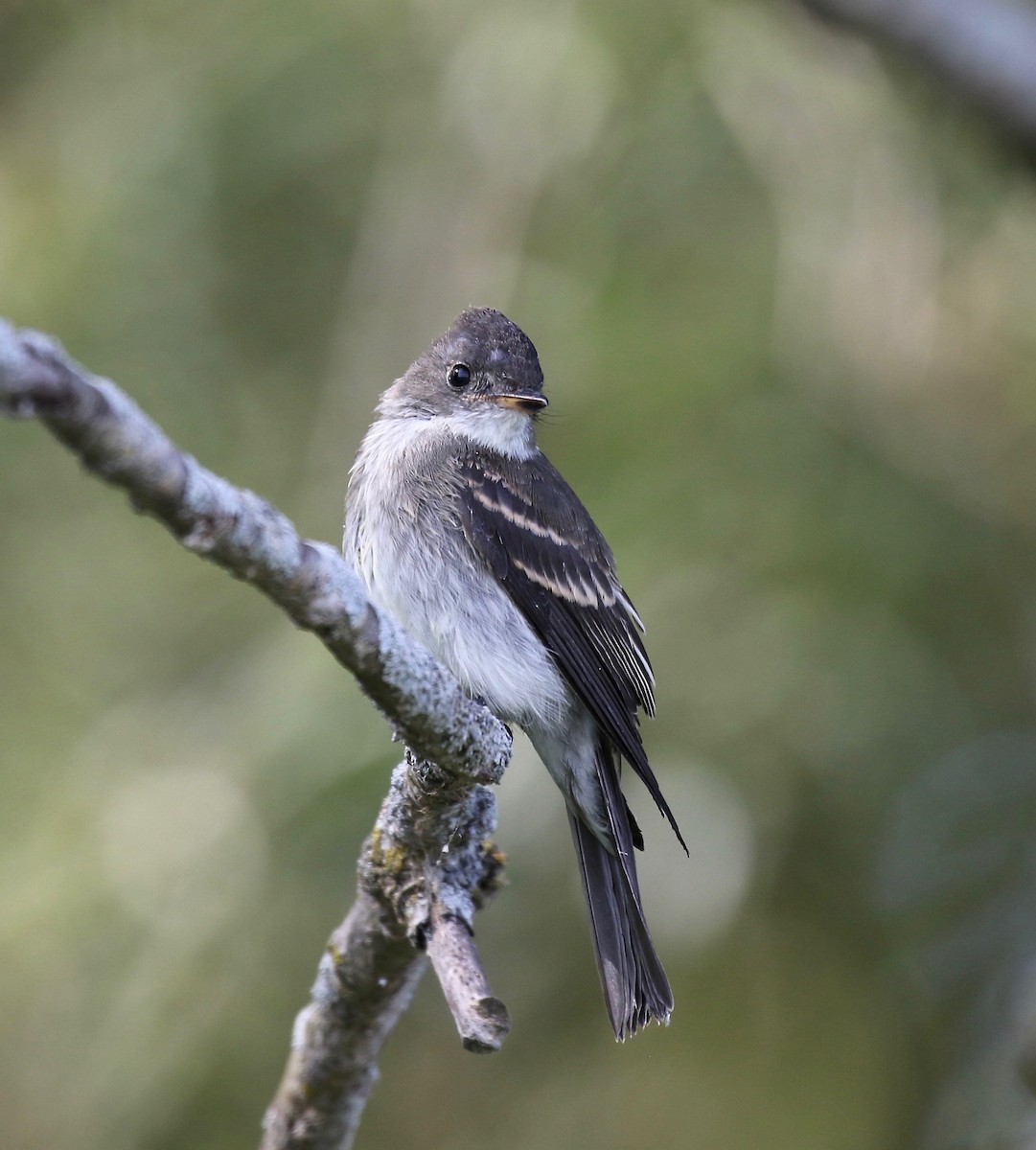 Eastern Wood-Pewee - ML623287027