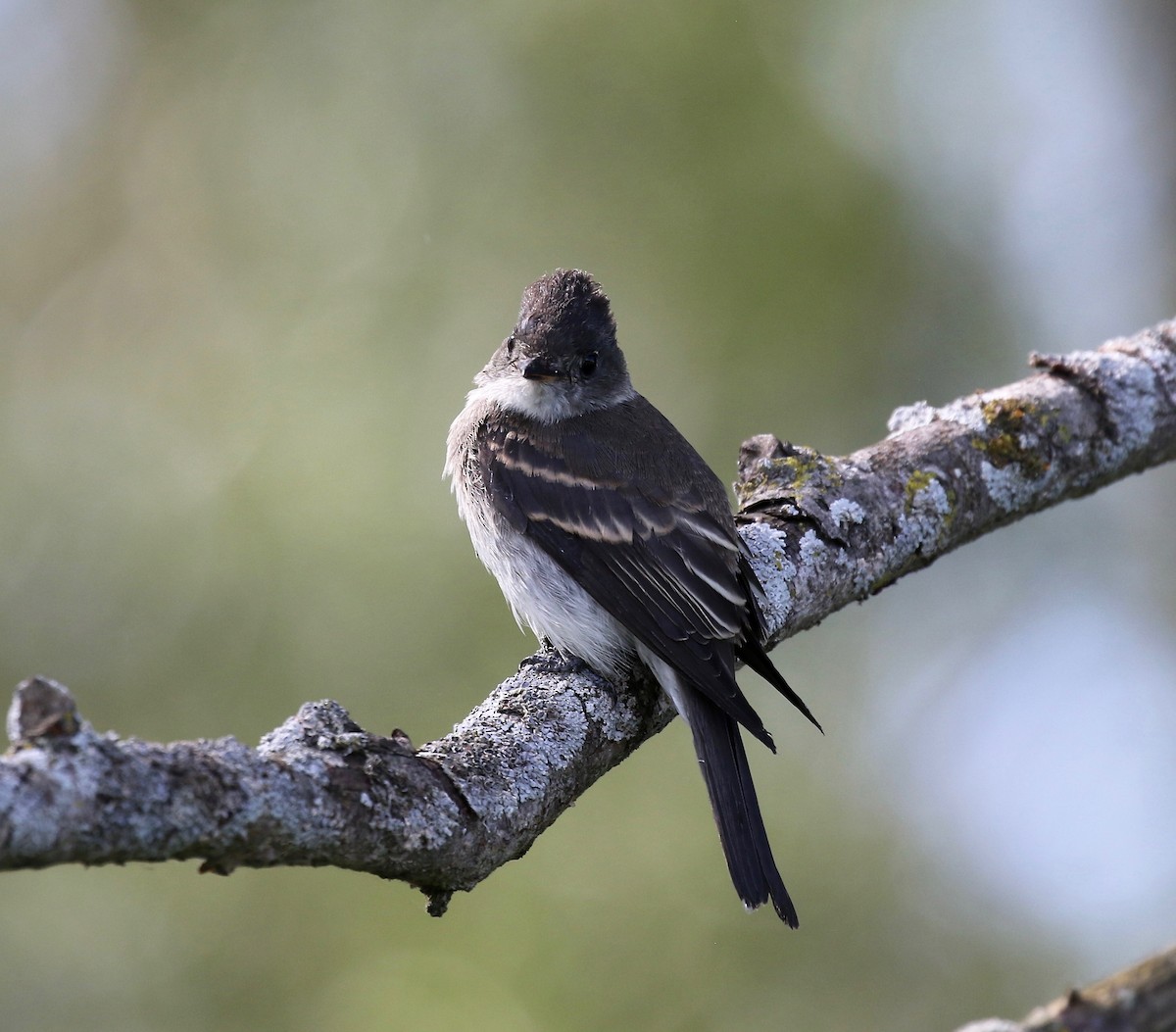 Eastern Wood-Pewee - ML623287032