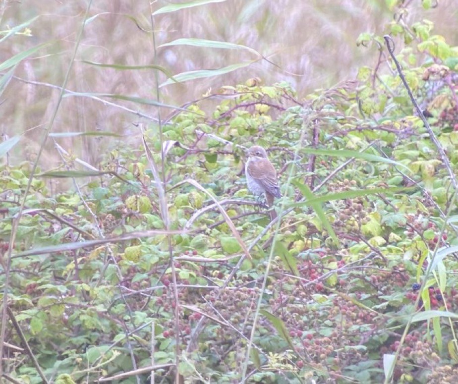 Red-backed Shrike - ML623287083