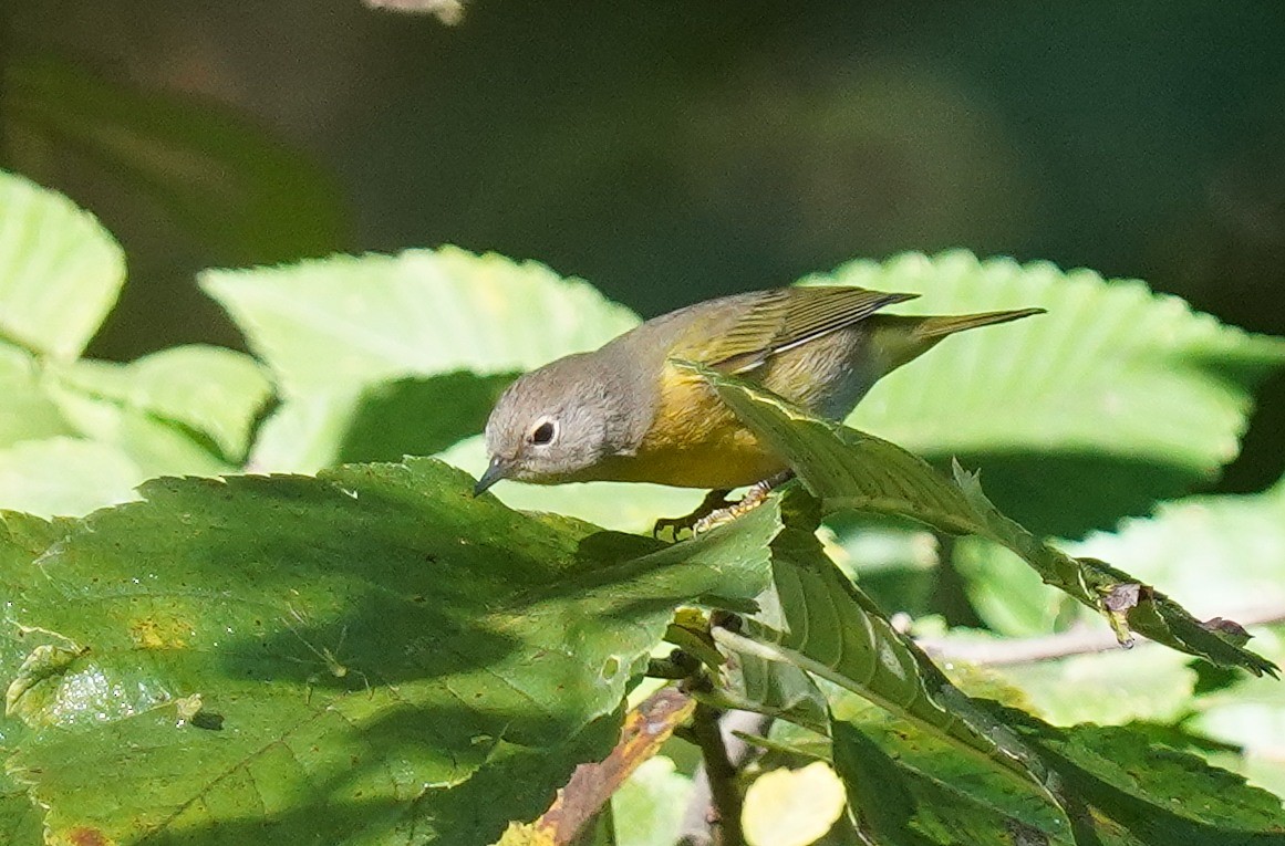 Nashville Warbler - Dennis Mersky