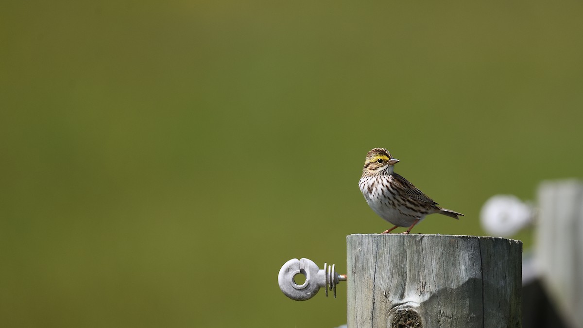 Savannah Sparrow - ML623287202